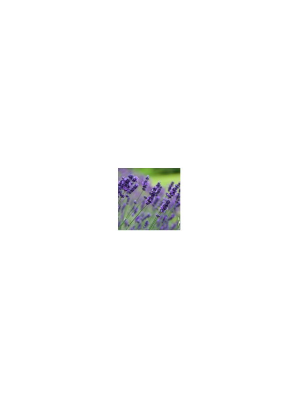Hydrolate -Lavandula angustifolia