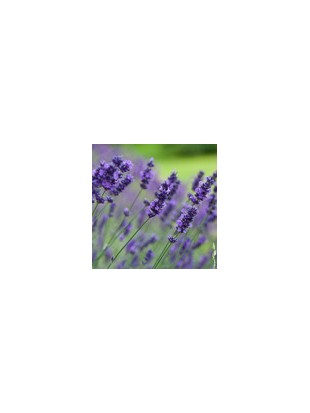 Idrolato di Vera lavanda - Lavandula angustifolia