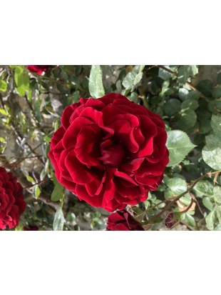 Hydrolat Rose Crimson Glory Clg.