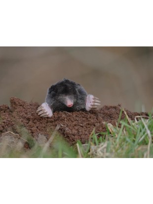 Eco repellent in front of moles-2 piece